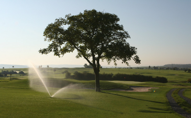 Ein Baum auf einem Golfplatz, der grade bewässert wird