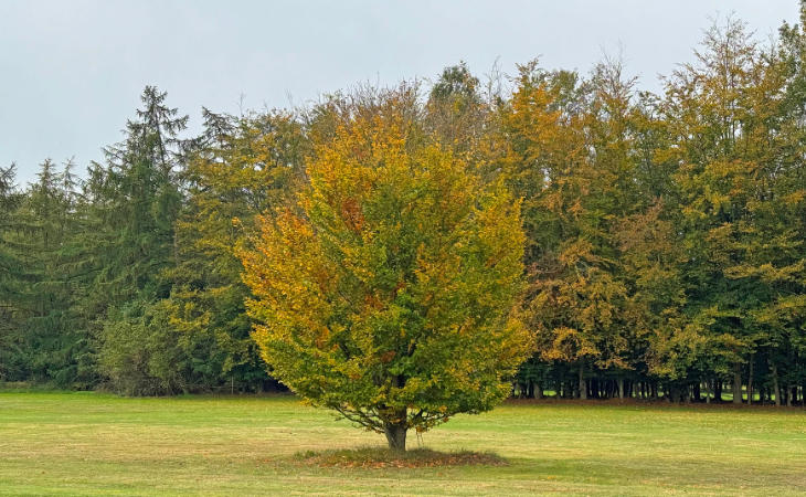 Ein Baum auf einem Golfplatz